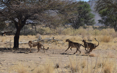 Naklejka na ściany i meble Cheetah in Namibia