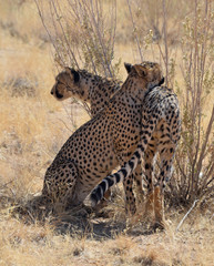 Cheetah in Namibia - 202639665