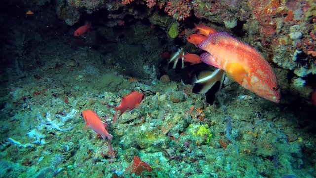 Life in the cave, school of Squirrelfish - Myripristis berndti, Coral Grouper - Cephalopholis miniata and Phantom Bannerfish - Heniochus pleurotaenia
