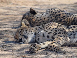 Cheetah in Namibia