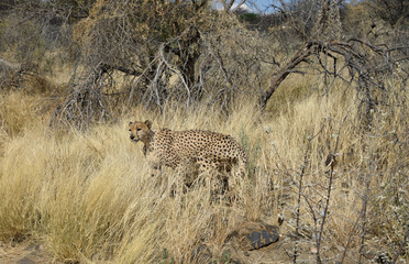 Cheetah in Namibia - 202639837
