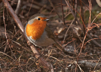 European robin (Erithacus rubecula)