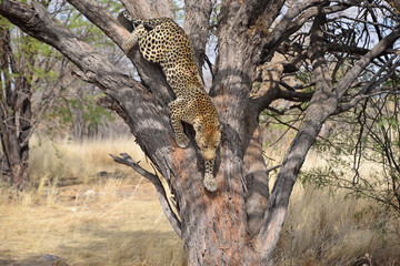 Fototapeta na wymiar Leopard in Namibia