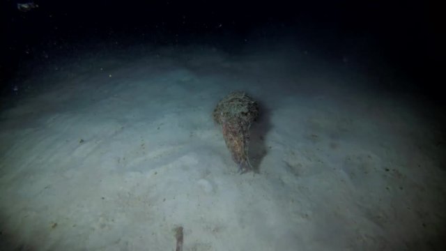 Pharaoh Cuttlefish swim over sandy bottom in the night - Indian Ocean, Maldives
