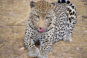 Fototapeta na wymiar Leopard in Namibia