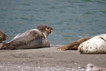 Goat Rock Beach - Sonoma County, California. Each spring a large sand spit builds up in Jenner, right at the mouth of the Russian River. Seals love hanging out at the Pacific Coast beaches.