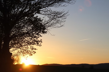 Dark silhouette of trees and cousins against the background of an orange sunset. Evening nature folds to a romantic mood. Warm colors. The region of the temperate climate of the European continent.