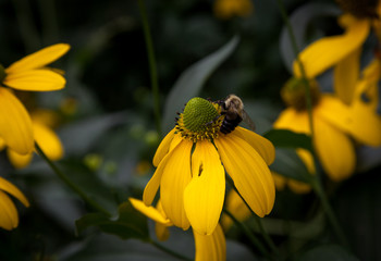 Honey Bee collecting
