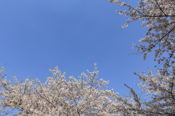 桜の花 青空　満開