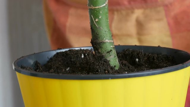 A woman transplants room Dieffenbachia into new flower pots