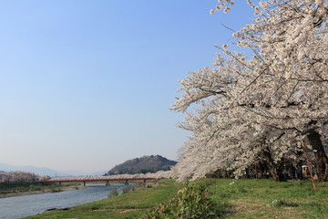 角館　桜並木　桧木内川