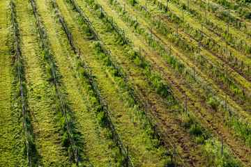 Fototapeta na wymiar vue aérienne sur des rangs de vignes vertes