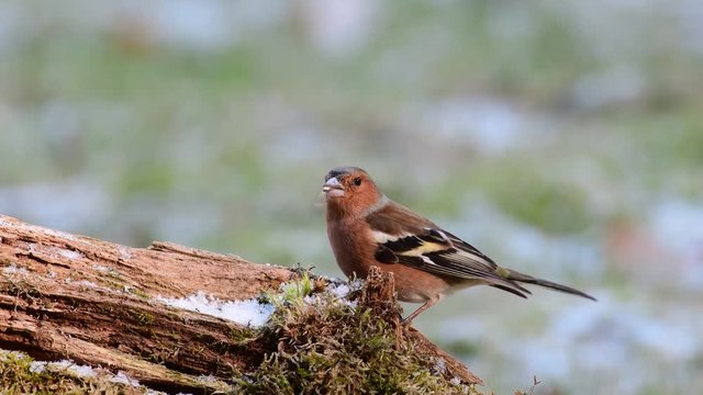 Chaffinch search feed on the wood, winter (fringilla coelebs)