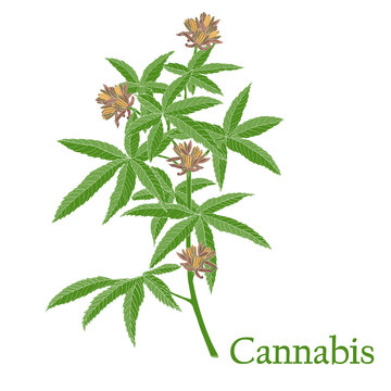 Cannabis. Illustration Of A Plant In A Vector With Flower For Use In Botany.