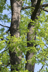 Green oak leaves in spring.