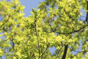 Green oak leaves in spring.