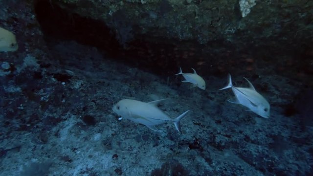 school of juvenile Black Jack - Caranx lugubris in the cave
