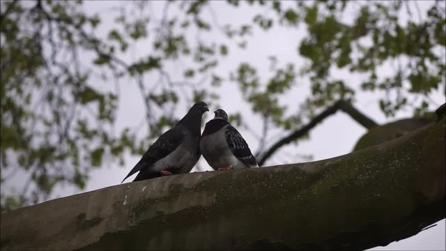 Tauben
