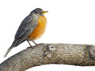 A profile image of an American robin perched on a branch isolated on a white background. - 202643617