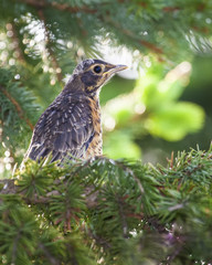 American robin chick perched on fir tree branches. - 202643620