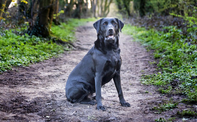 Beautiful black labrador dog on a walk in the woods or forest on a dirt track or path