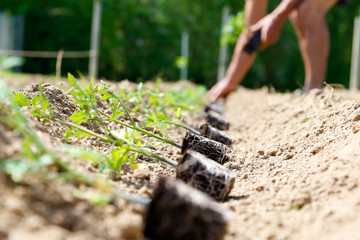 Filare piantine orto