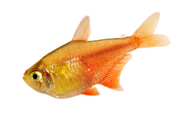 Orange Red Flame Tetra Hyphessobrycon flammeus Rio tetra tropical aquarium fish 