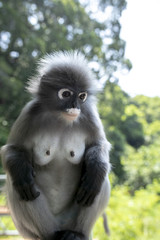 dusky leaf monkey sitting on field