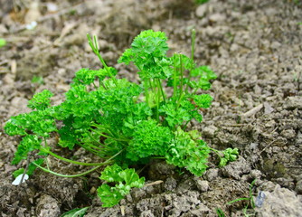 persil frais au jardin potager