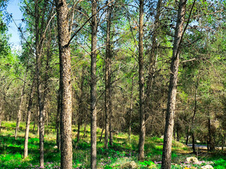 Fototapeta premium View inside of the forest on the trees.Trees grow in the middle of the forest