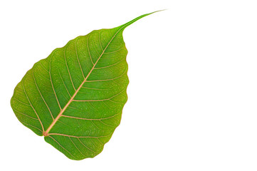 Fototapeta na wymiar Green bo leaf isolated on white background.