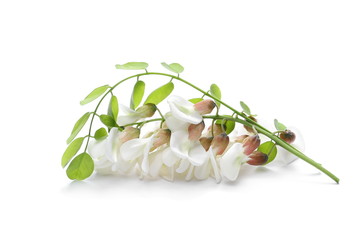 Blossoming acacia with leafs isolated on white background, black locust, flowers,  Robinia...