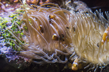 Naklejka na ściany i meble pesci pagliaccio in anemone 1