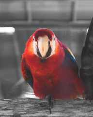 Parrot