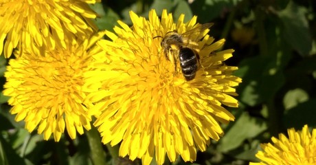 dandelion_bee