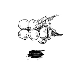 Mustard plant branch vector drawing. Botanical flower illustrati