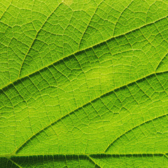 Fototapeta na wymiar Green leaves texture and leaf fiber, Background by detail of green leaf.