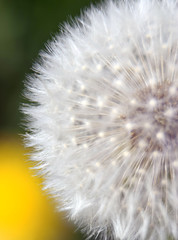 blowball of a common dandelion 