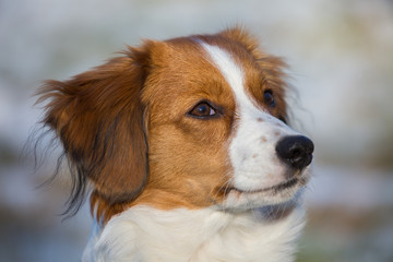 Fototapeta premium Kooikerhondje