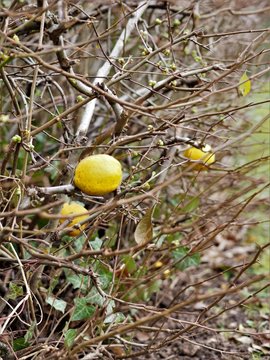 Zitrone am Busch