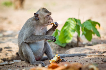 Wild monkey in the tropical zone country eating a food.