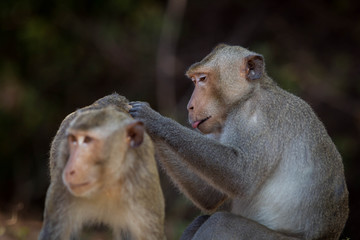Monkey on right hand side cleaning on his friend feather.