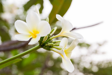 Bouquet of plumerias on the tree with natural bokeh background.  Background useage, photo source.