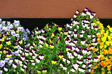 カラフルな春のパンジー