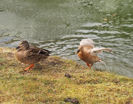 Ente aus dem Teich