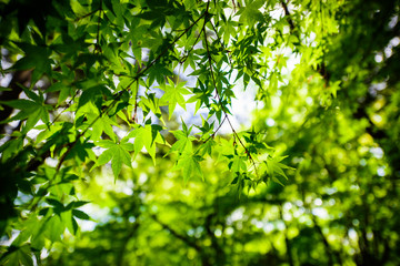 新緑の葉 Fresh green leaves