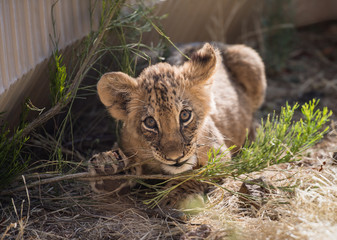 Lion cub chewing on a plant branch