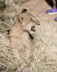African lion cub trying to growl and roar