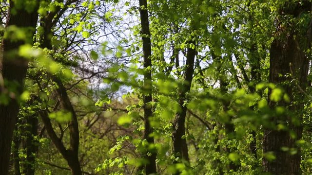 Beautiful spring green trees background.