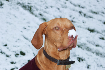 Male Hungarian Vizsla